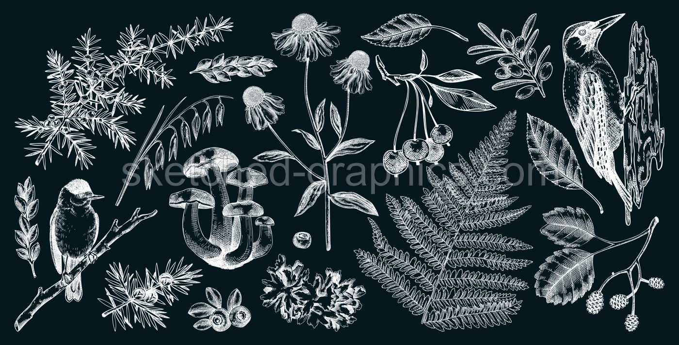 Autumn forest design elements. Hand drawn botanical illustrations of fall leaves, ferns, berries, and birds. Vintage fall plants sketches. NOT AI generated Illustration